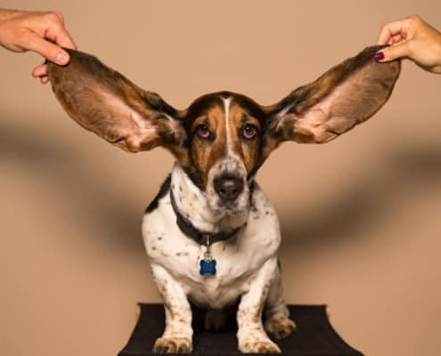 foto van een hond met grote oren voor de luister training