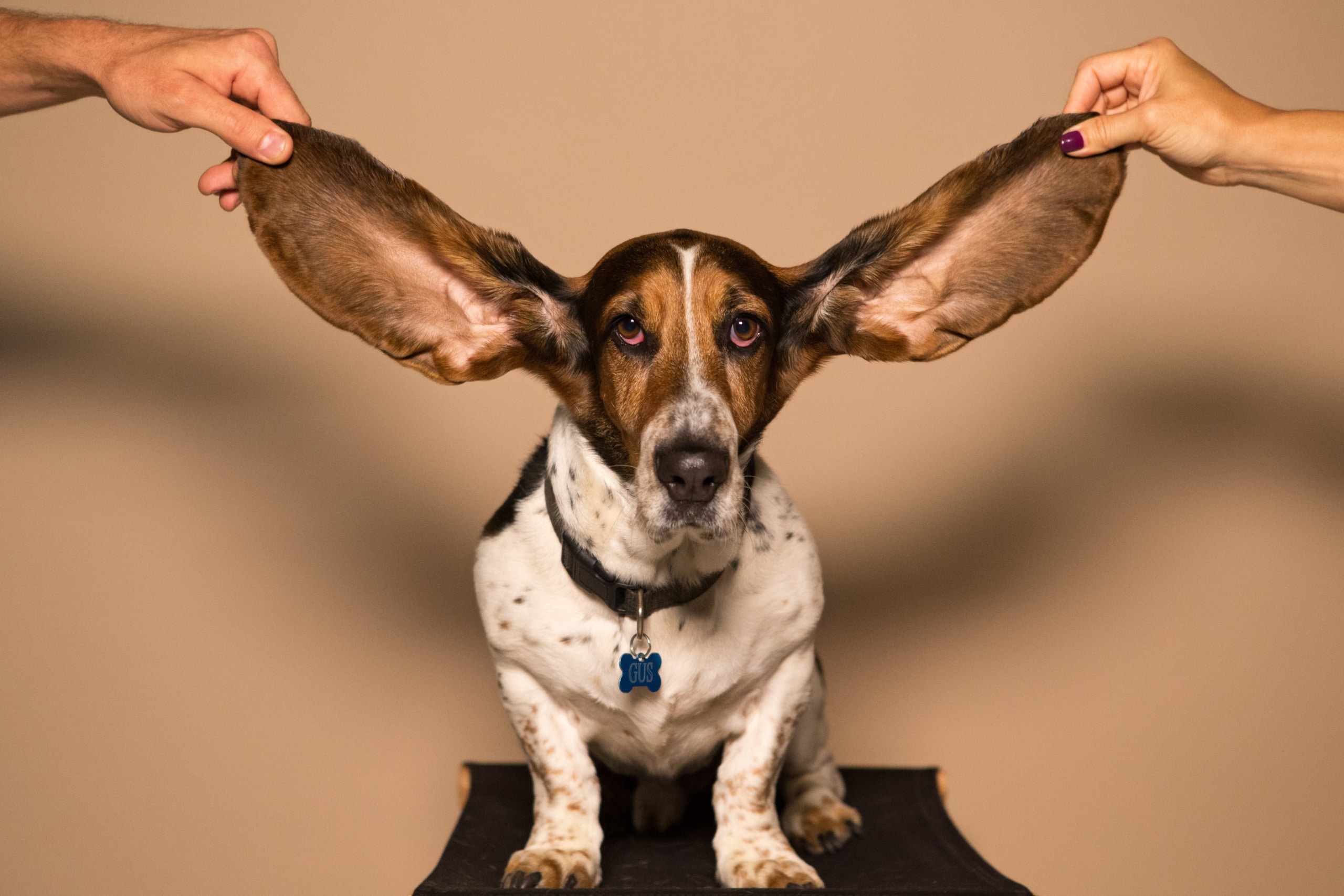 foto van een hond met grote oren voor de luister training